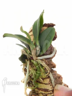 Orchid 'Cochleanthes Violacea'