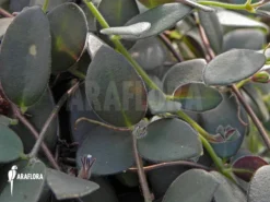 Codonanthe Devosiana 'pink' L -Green Haven Sales Store Codonanthe devosiana pink 3