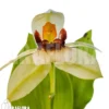 Orchid 'Coelogyne Carinata'