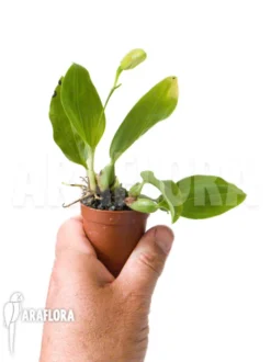 Orchid 'Coelogyne Carinata' -Green Haven Sales Store Coelogyne carinata 2