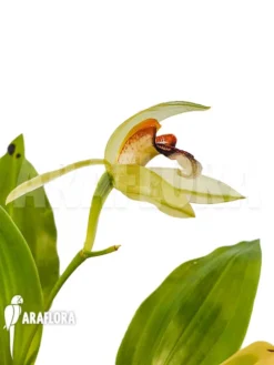 Orchid 'Coelogyne Carinata' -Green Haven Sales Store Coelogyne carinata 3