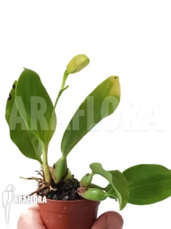 Orchid 'Coelogyne Carinata' -Green Haven Sales Store Coelogyne carinata 4