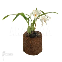 Orchid 'Coelogyne Cristata' 9 Orchid 'Coelogyne Cristata' -Green Haven Sales Store Coelogyne cristata 1
