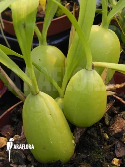 Orchid 'Coelogyne Cristata' 7 Orchid 'Coelogyne Cristata' -Green Haven Sales Store Coelogyne cristata 2