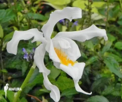 Orchid 'Coelogyne Cristata'
