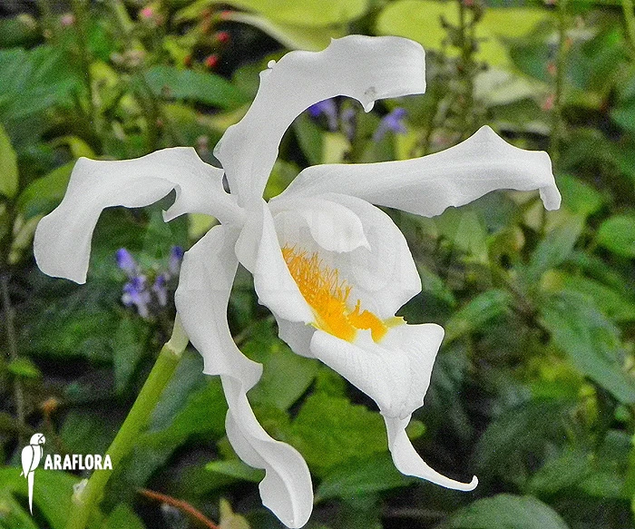 Orchid 'Coelogyne Cristata' 1 Orchid 'Coelogyne Cristata'