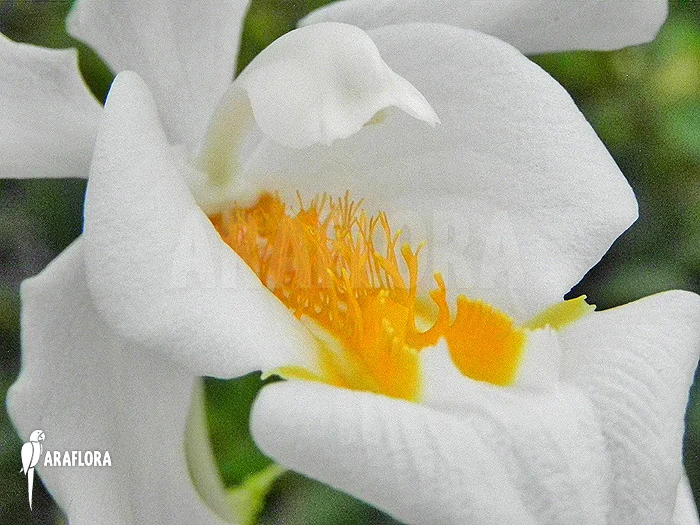 Orchid 'Coelogyne Cristata' 2 Orchid 'Coelogyne Cristata' - Image 2