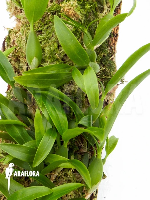 Orchid 'Coelogyne Fimbriata' 1 Orchid 'Coelogyne Fimbriata'