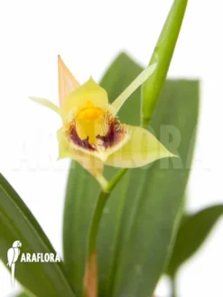 Orchid 'Coelogyne Fimbriata' 7 Orchid 'Coelogyne Fimbriata' -Green Haven Sales Store Coelogyne fimbriata 3