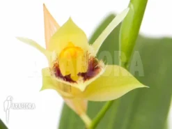 Orchid 'Coelogyne Fimbriata' 8 Orchid 'Coelogyne Fimbriata' -Green Haven Sales Store Coelogyne fimbriata 4