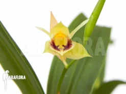Orchid 'Coelogyne Fimbriata' 9 Orchid 'Coelogyne Fimbriata' -Green Haven Sales Store Coelogyne fimbriata 5
