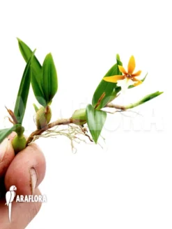 Orchid 'Coelogyne Lentiginosa X Monilirachis'