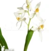 Orchid 'Coelogyne Nitida'