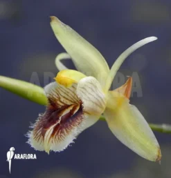 Orchid 'Coelogyne Ovalis' 3 Orchid 'Coelogyne Ovalis' -Green Haven Sales Store Coelogyne ovalis 4