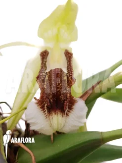 Orchid 'Coelogyne Speciosa'
