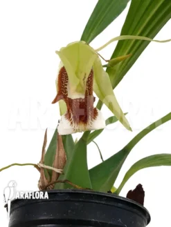 Orchid 'Coelogyne Speciosa' -Green Haven Sales Store Coelogyne speciosa 3
