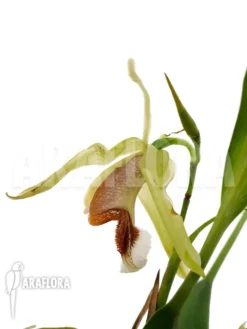 Orchid 'Coelogyne Speciosa' -Green Haven Sales Store Coelogyne speciosa 4