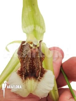 Orchid 'Coelogyne Speciosa' -Green Haven Sales Store Coelogyne speciosa 5