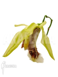 Orchid 'Coelogyne Speciosa' -Green Haven Sales Store Coelogyne speciosa 6