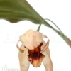 Orchid 'Coelogyne Usitana X Salmonicolor'