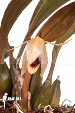 Orchid 'Coelogyne Usitana X Salmonicolor' -Green Haven Sales Store Coelogyne usitana x salmonicolor 4