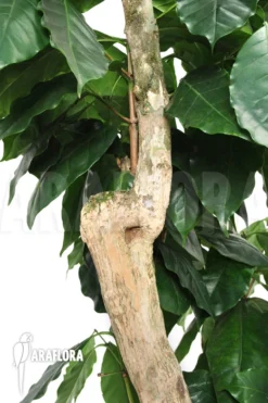 Coffee Plant 'Coffea Arabica' (XL)