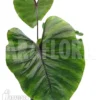 Colocasia 'Pharaohs Mask'