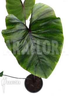Colocasia 'Pharaohs Mask' -Green Haven Sales Store Colocasia Pharaohs mask 2