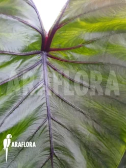 Colocasia 'Pharaohs Mask' -Green Haven Sales Store Colocasia Pharaohs mask 4