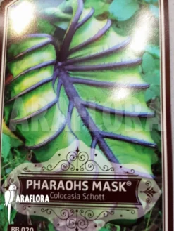 Colocasia 'Pharaohs Mask' -Green Haven Sales Store Colocasia Pharaohs mask 5