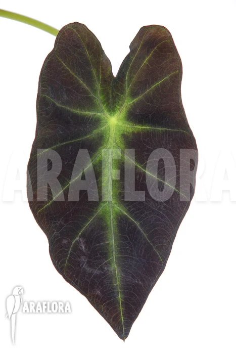 Colocasia X 'Black Magic' 'starter' 1 Colocasia X 'Black Magic' 'starter'