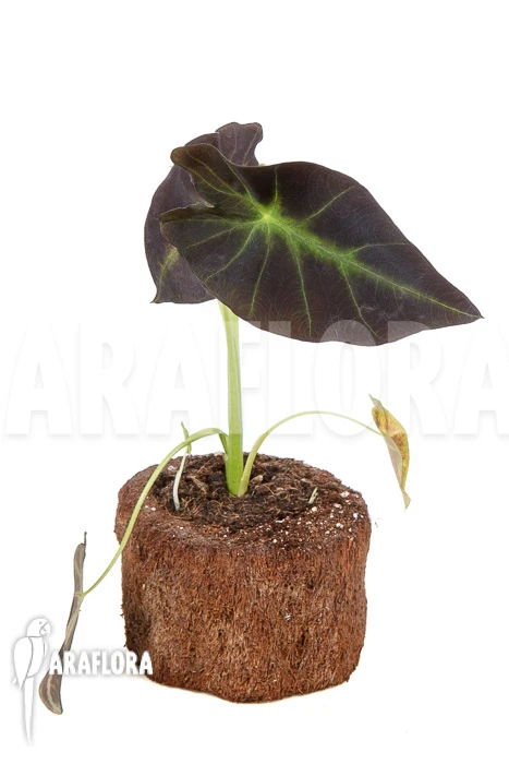 Colocasia X 'Black Magic' 'starter' 2 Colocasia X 'Black Magic' 'starter' - Image 2