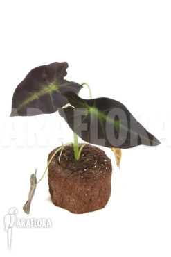 Colocasia X 'Black Magic' 'starter' 8 Colocasia X 'Black Magic' 'starter' -Green Haven Sales Store Colocasia x Black Magic starter 3