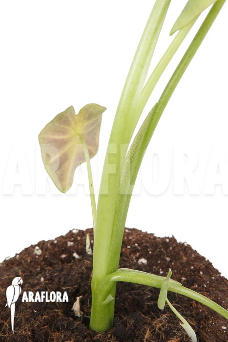 Colocasia X 'Black Magic' 'starter' 4 Colocasia X 'Black Magic' 'starter' - Image 4