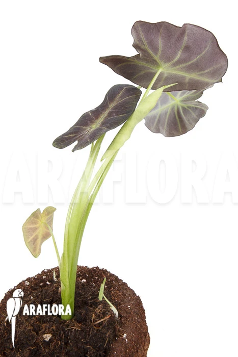 Colocasia X 'Black Magic' 'starter' 5 Colocasia X 'Black Magic' 'starter' - Image 5