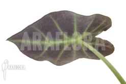 Colocasia X 'Black Magic' 'starter' 11 Colocasia X 'Black Magic' 'starter' -Green Haven Sales Store Colocasia x Black Magic starter 6