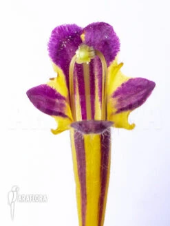 Columnea Purpureovittata