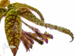 Columnea Purpureovittata -Green Haven Sales Store Columnea purpureovittata 2