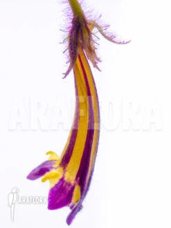 Columnea Purpureovittata -Green Haven Sales Store Columnea purpureovittata 3