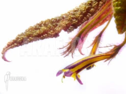 Columnea Purpureovittata -Green Haven Sales Store Columnea purpureovittata 4