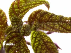 Columnea Purpureovittata -Green Haven Sales Store Columnea purpureovittata 5