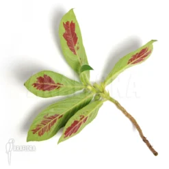 Columnea Sanguinea -Green Haven Sales Store Columnea sanguinea 3