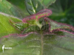 Columnea Sanguinea -Green Haven Sales Store Columnea sanguinea 4