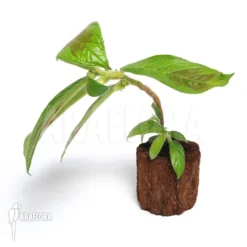 Columnea Sanguinea 'S'