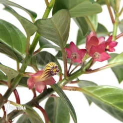Columnea Species B 'Brasil'