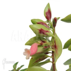 Columnea Species C 'Brasil'