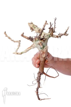 Commiphora Kataf 'S' -Green Haven Sales Store Commiphora kataf S 4