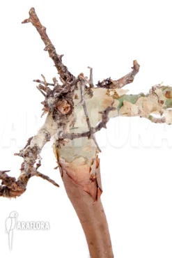 Commiphora Kataf 'S' -Green Haven Sales Store Commiphora kataf S 6