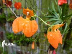 Orchid 'Comparettia Speciosa'