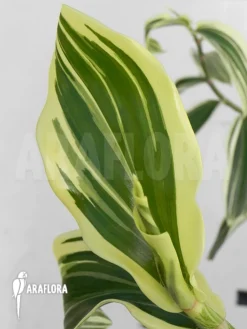 Ginger 'Costus Amazonicus'